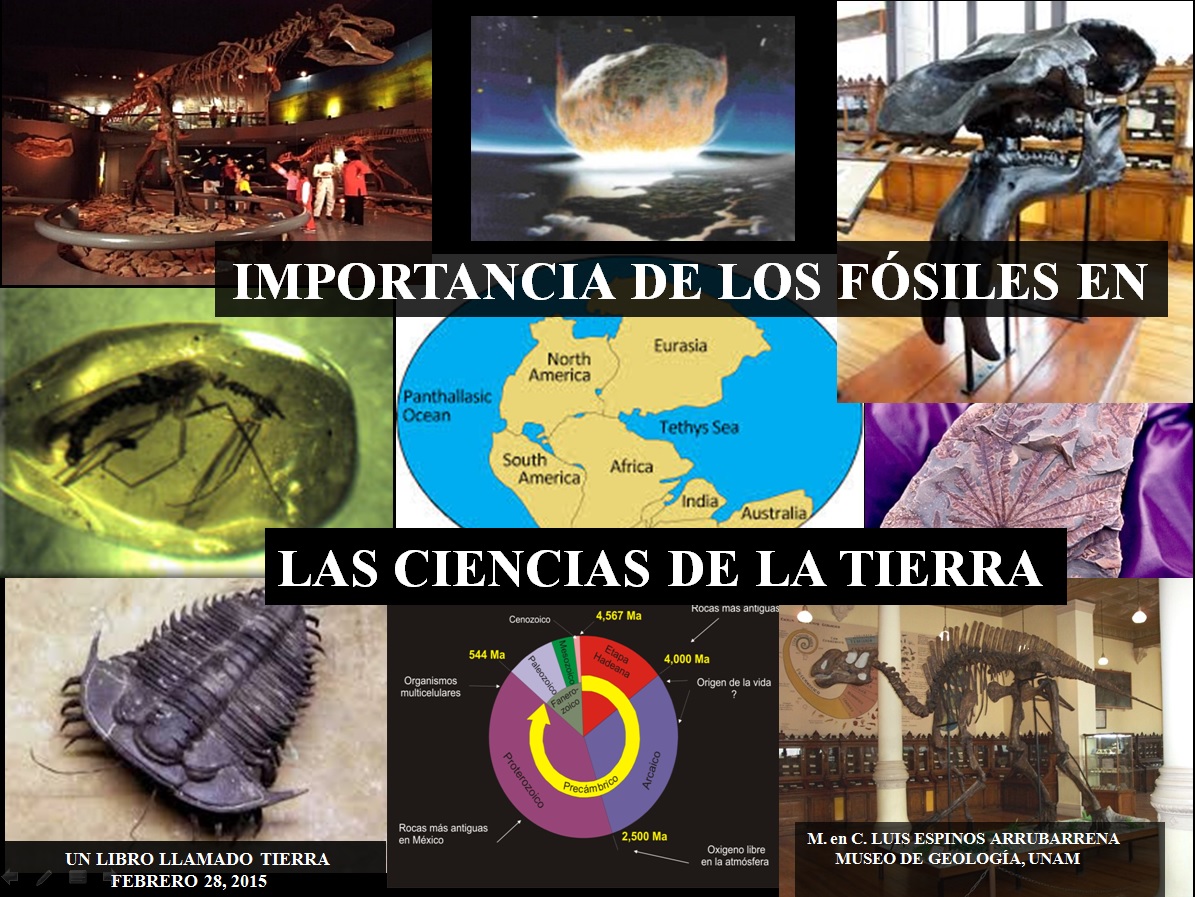 fosiles-ciencias-tierra.jpg