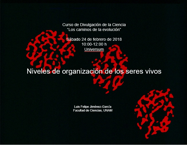 Niveles_organización.jpg